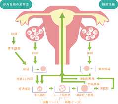 胎停X染色体异常_子宫次切除后怀孕_试管婴儿移植后注意事项及经验_试管百科