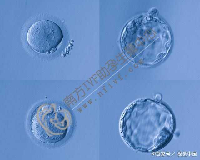 卵巢早衰怀孕方案_子宫切除后还怀孕_捐卵和受卵血型不一样做三代试管婴儿一
