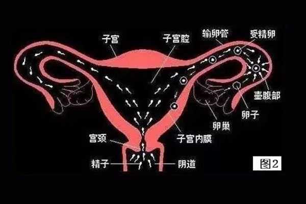 染色体异常和胎停_女宝宝切除子宫_输卵管通而不畅除了做试管婴儿，还有其他