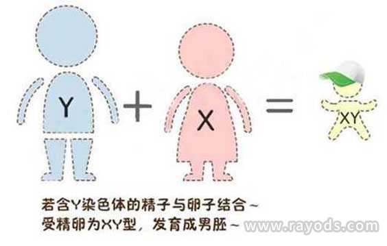 切除子宫影响生育_子宫切除能怀孕吧_日本试管婴儿可以选性别吗？为什么第三