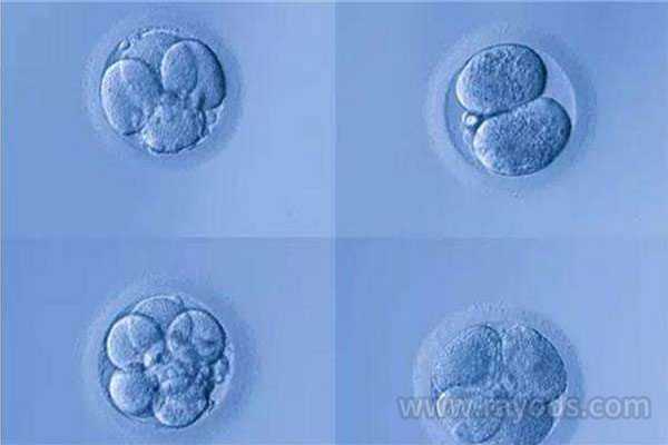 切除子宫又怀孕了_胎停查染色体异常_试管为什么要养囊